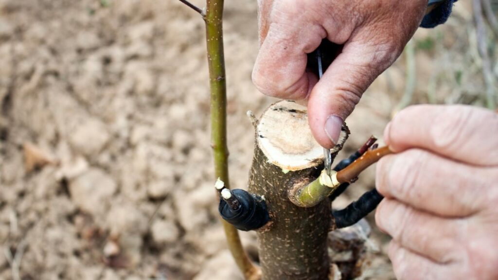 CODIT in Trees Explained 101 - Everything Arboriculture