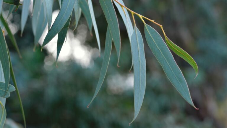 Eucalyptus Socialis – Red Mallee Factsheet