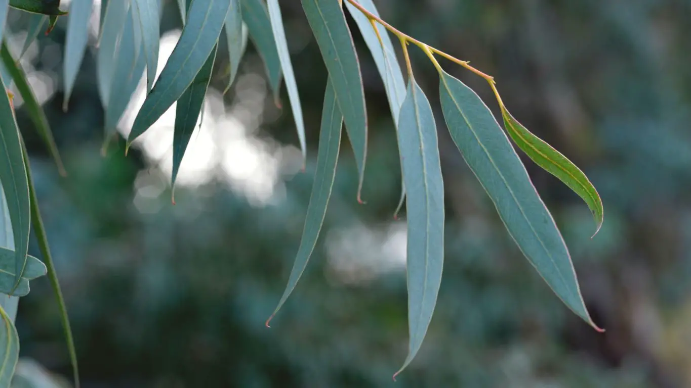 Eucalyptus socialis - Red Mallee