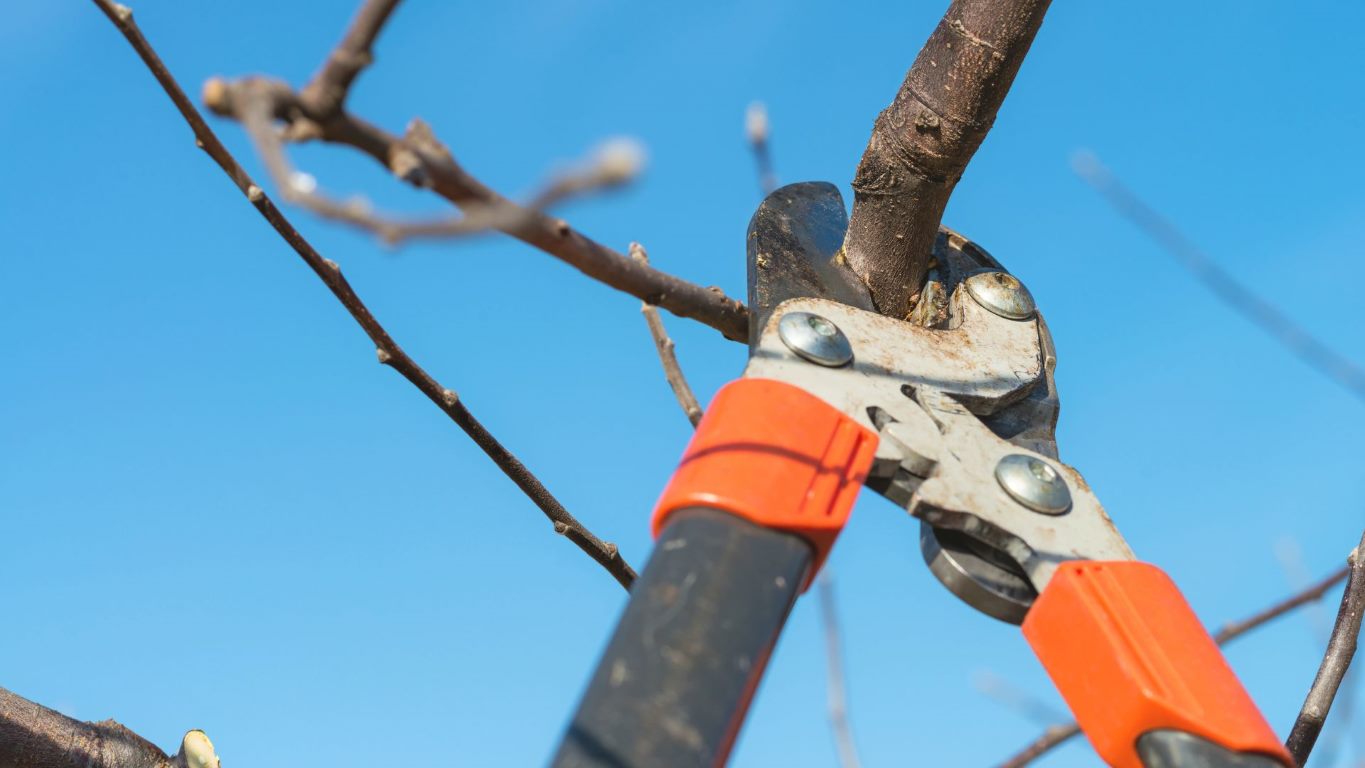 How to Fix a Badly Pruned Tree