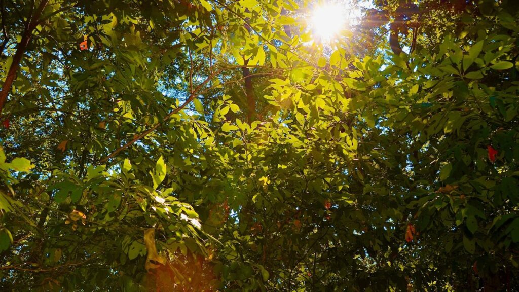Sun Leaves vs Shade Leaves Learn the Difference Everything Arboriculture