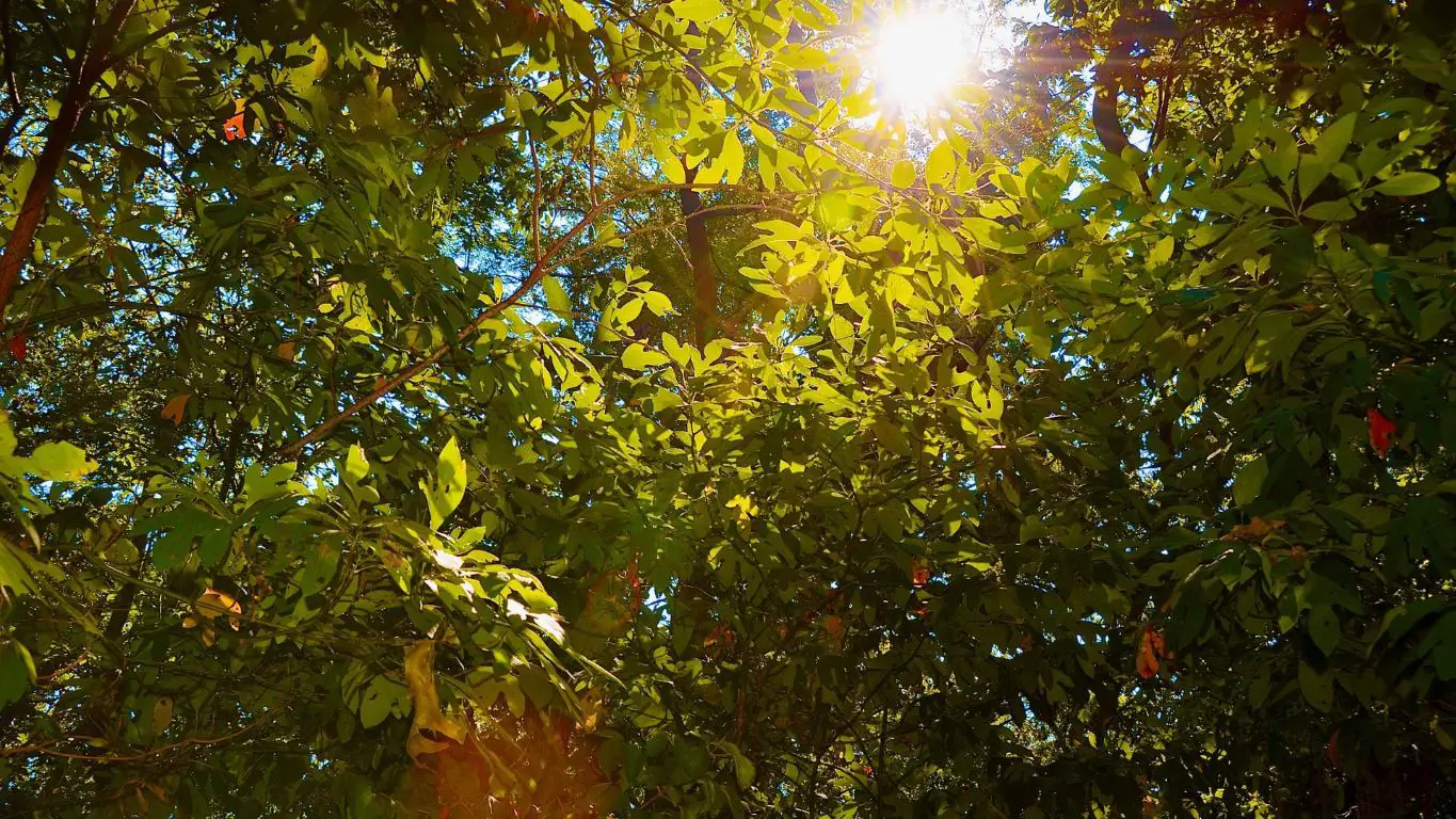 Sun Leaves vs Shade Leaves: Learn the Difference