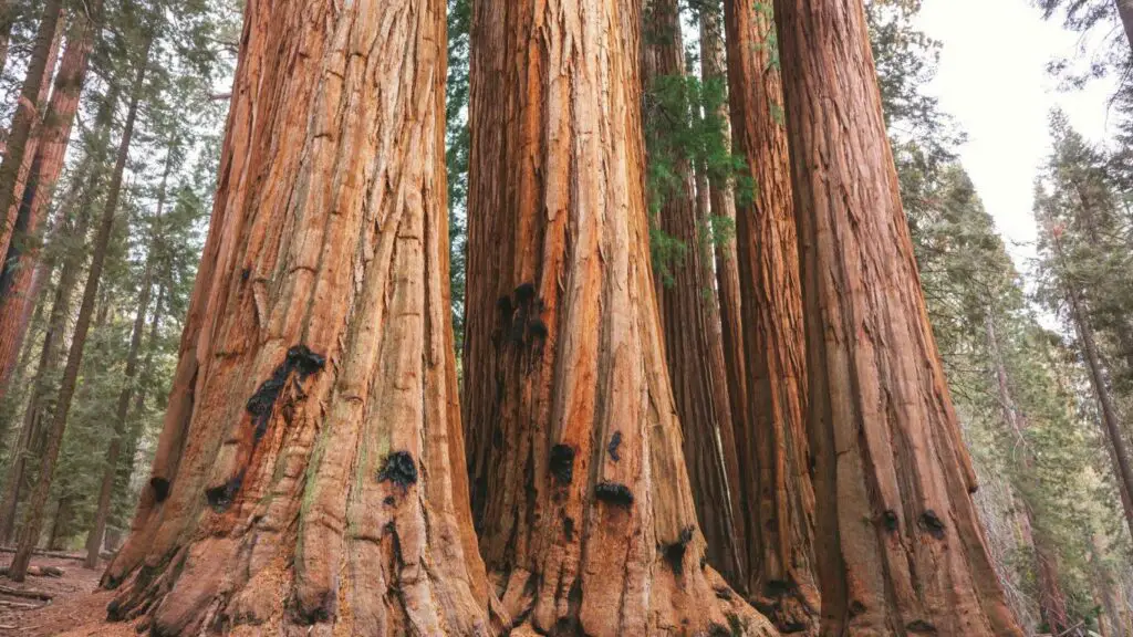 tallest-species-of-tree-in-the-world-coastal-redwood-everything