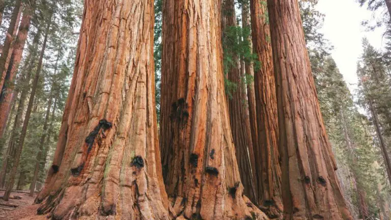 Tallest Species of Tree in the World: Coastal Redwood