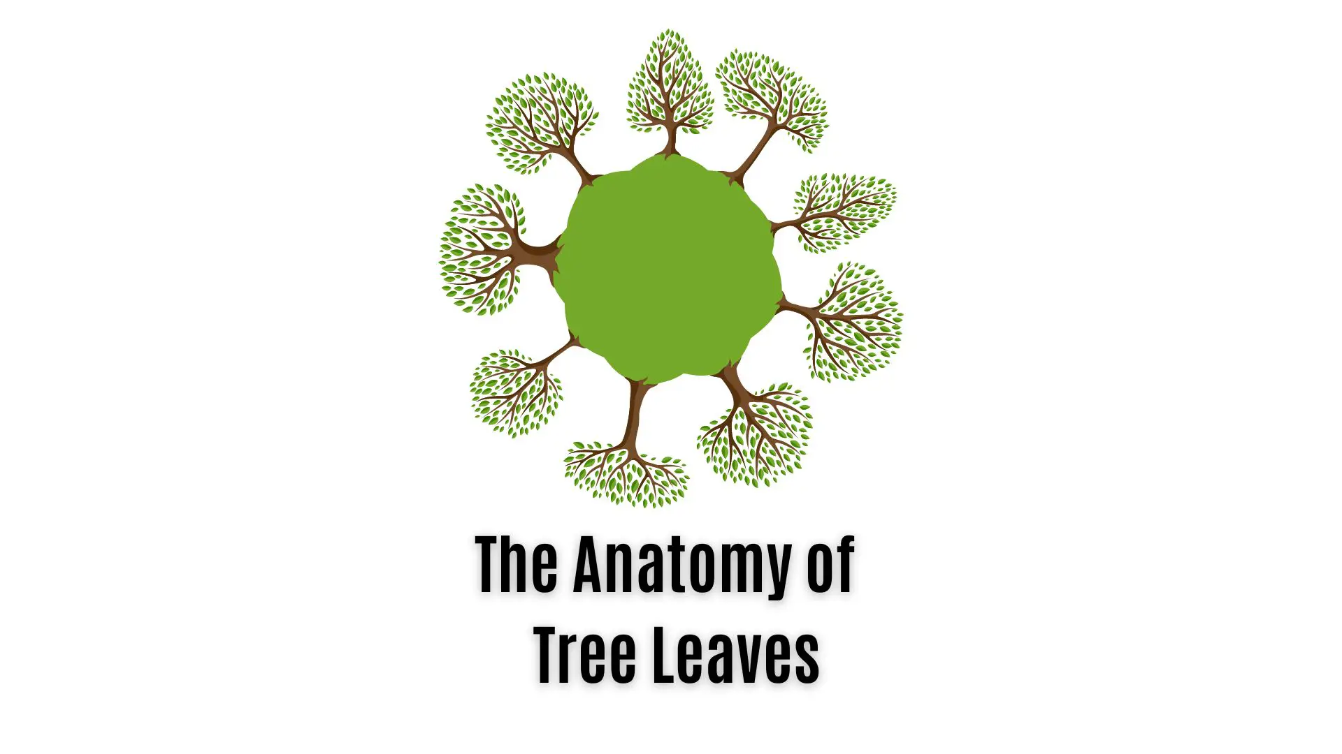 The Anatomy of a Tree Leaves