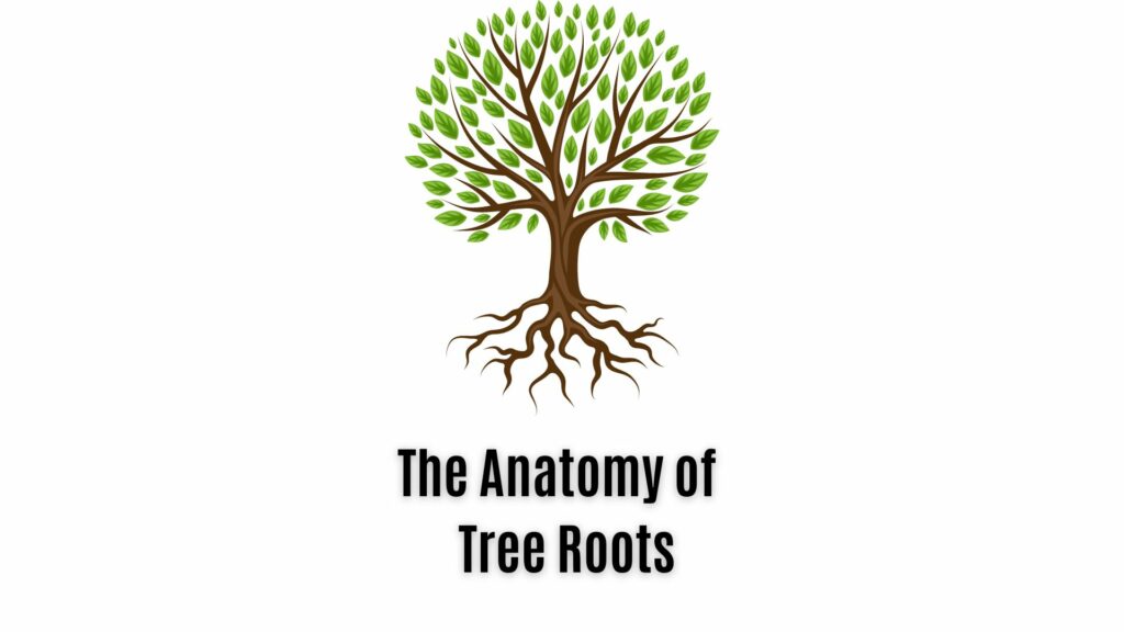 tree-roots-anatomy-everything-you-need-to-know-everything-arboriculture