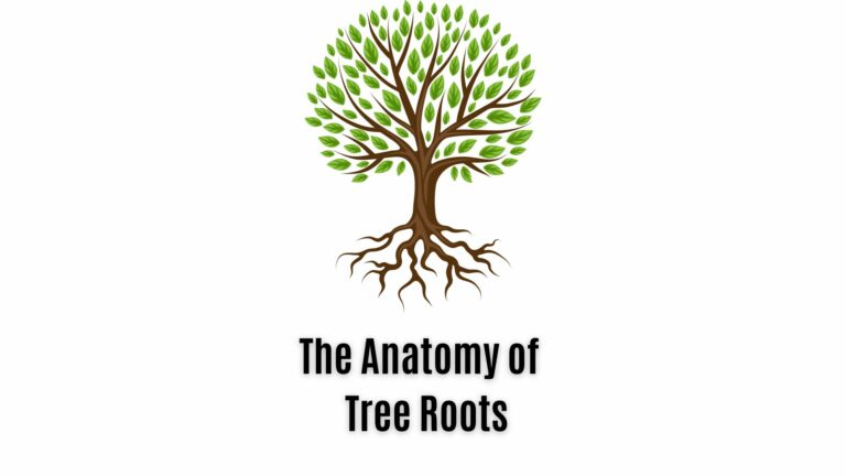 Tree Roots Anatomy: Everything You Need to Know