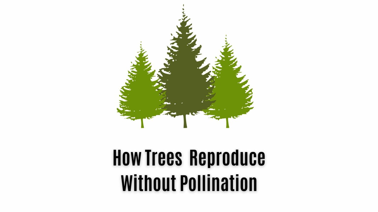 Can Trees Reproduce Without Pollination? 2 Ways Explained Everything