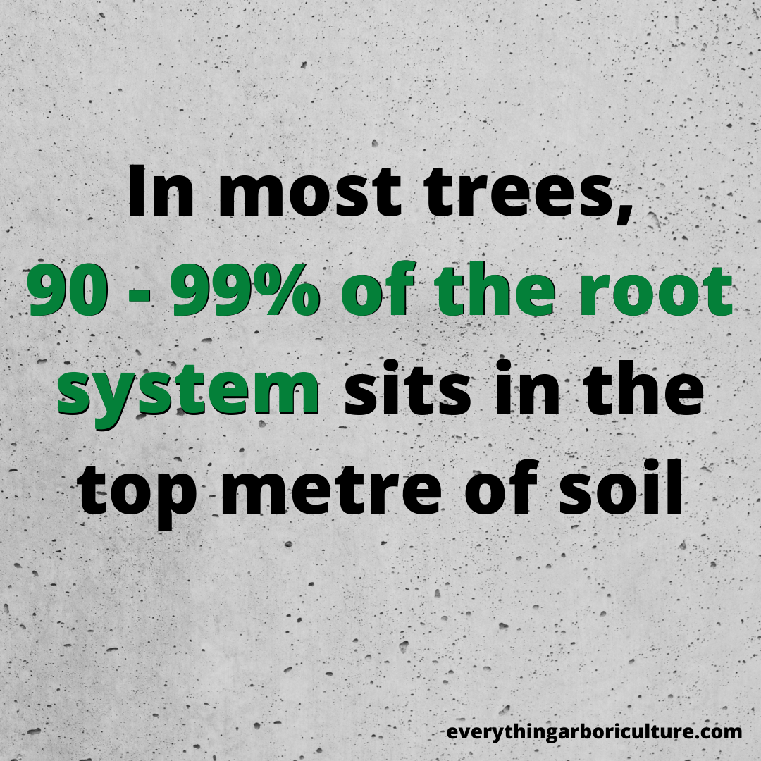 Tree Roots Anatomy Everything You Need to Know Everything Arboriculture