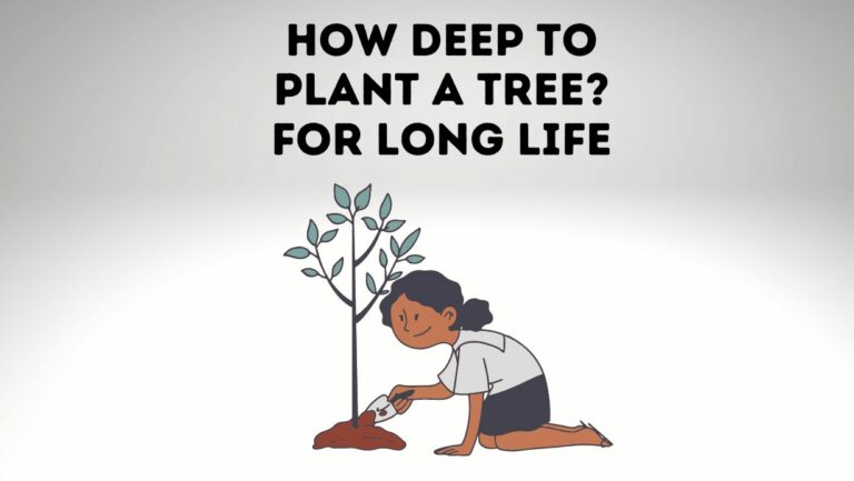 How Deep to Plant A Tree For Maximum Longevity