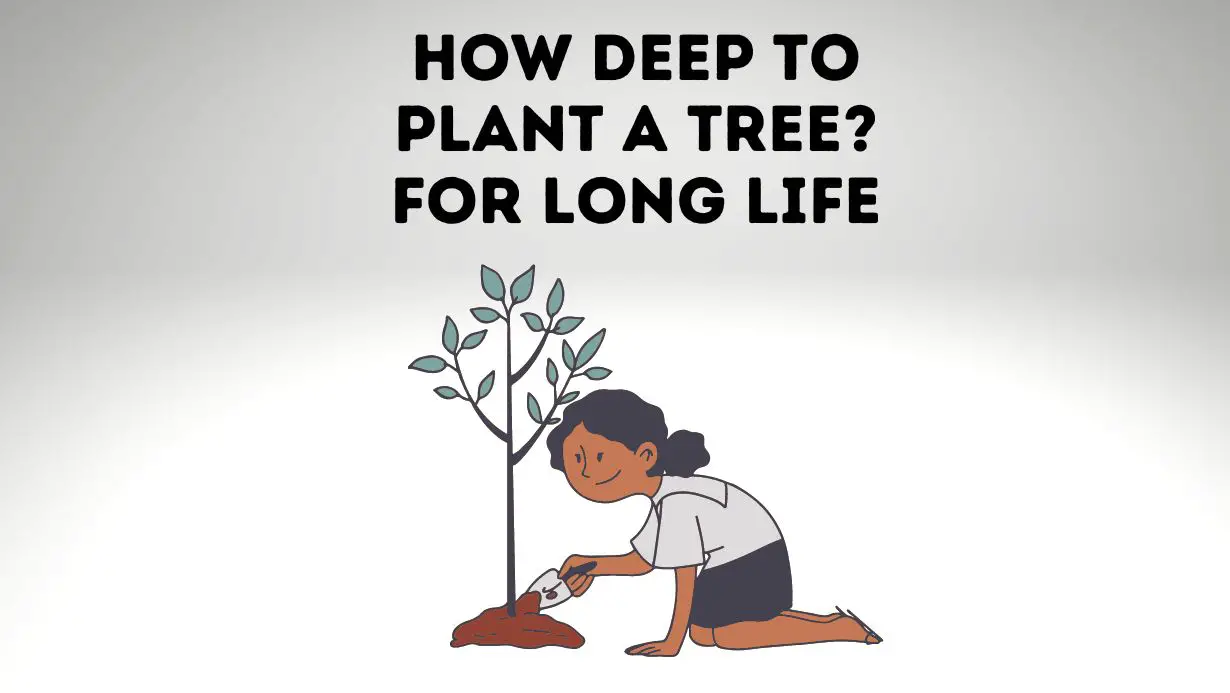 How Deep to Plant a Tree