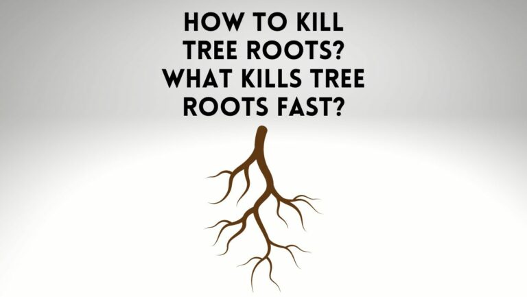 How To Kill Tree Roots? What Kills Tree Roots Fast?