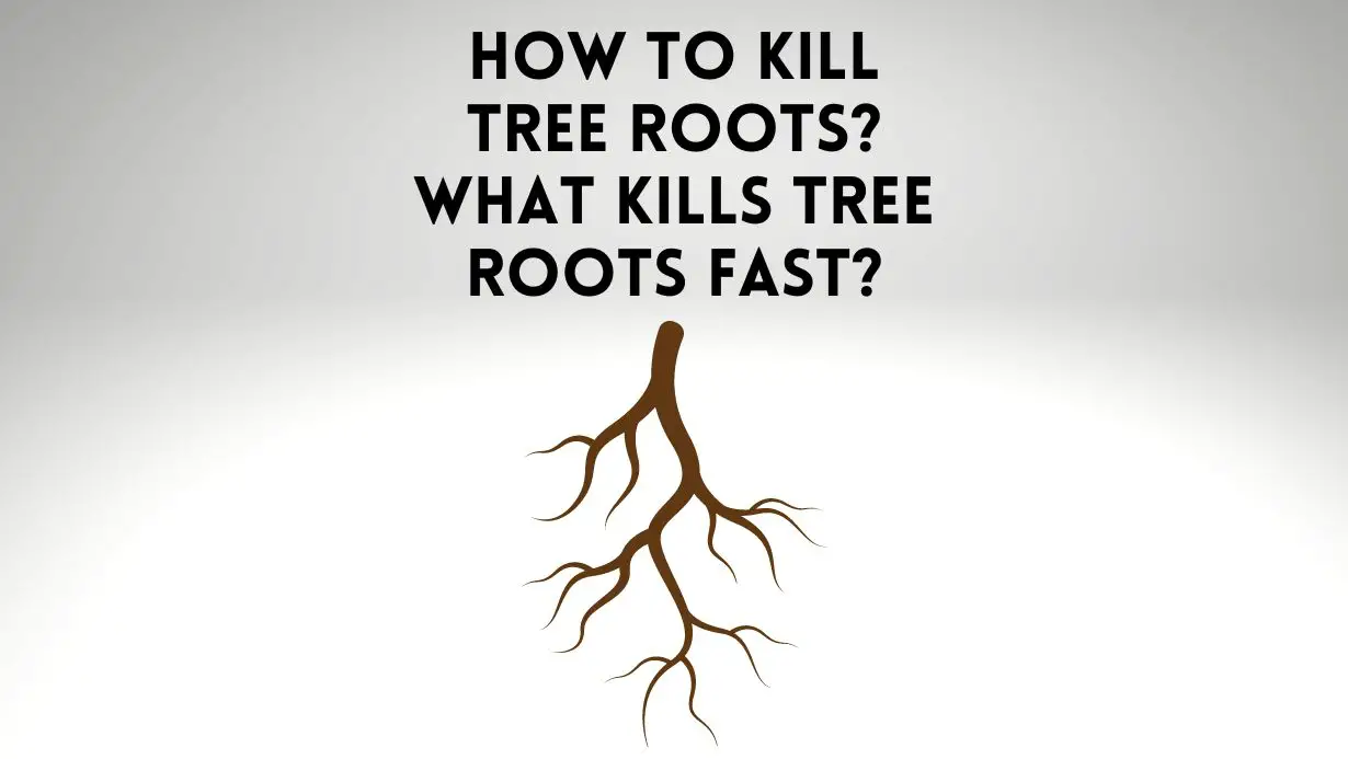 How To Kill Tree Roots What Kills Tree Roots Fast