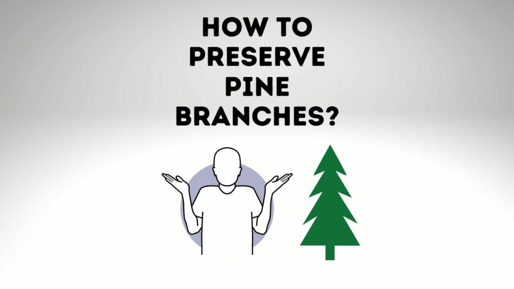 How To Preserve Pine Branches? Step by Step Guide Everything