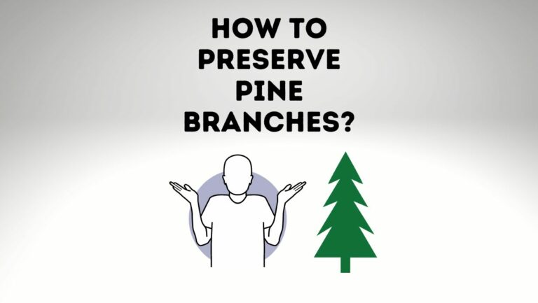 How To Preserve Pine Branches? Step by Step Guide
