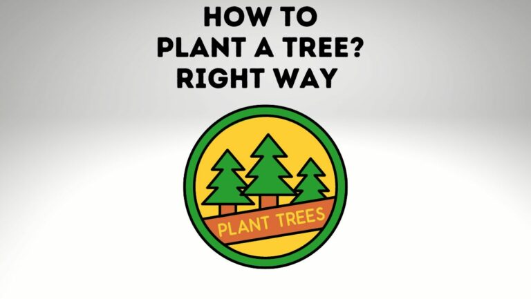 How to Plant a Tree? What You Need to Know to Get It Right