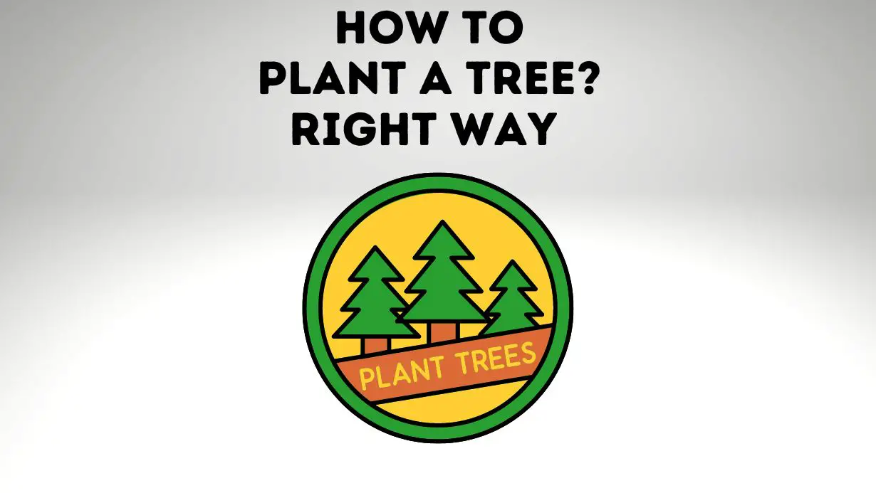 How to Plant a Tree What You Need to Know to Get It Right