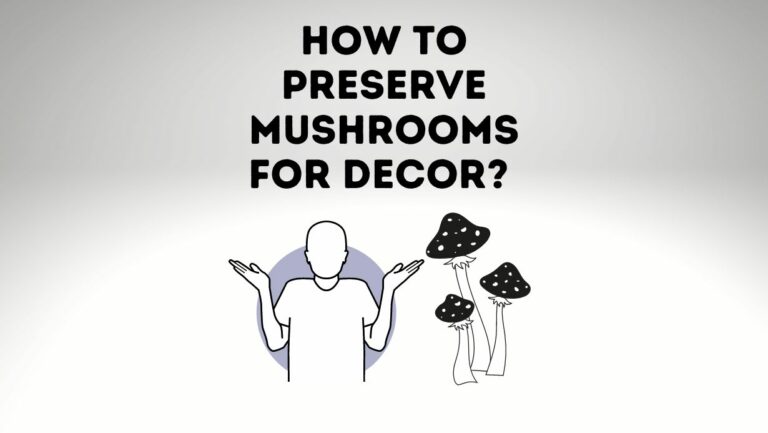 How To Preserve A Mushroom For Display? 101 Guide