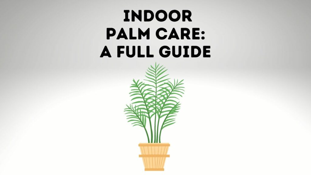 Indoor Palm Care