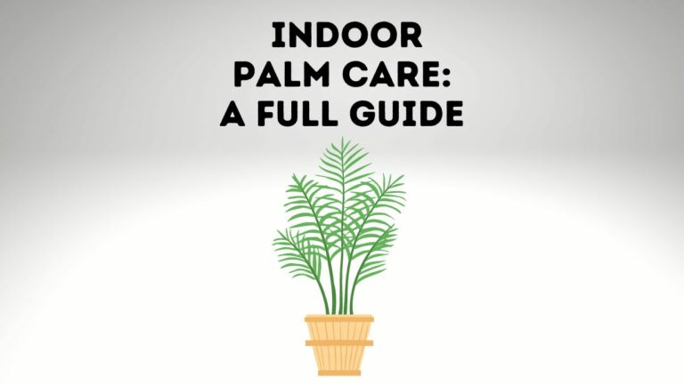 Palm Care Guide: 5 Tips for Indoor Palm Care