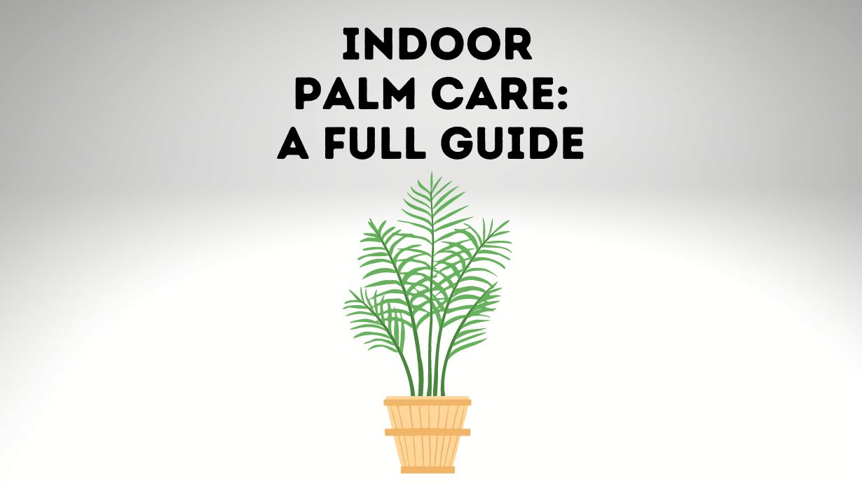 Indoor Palm Care