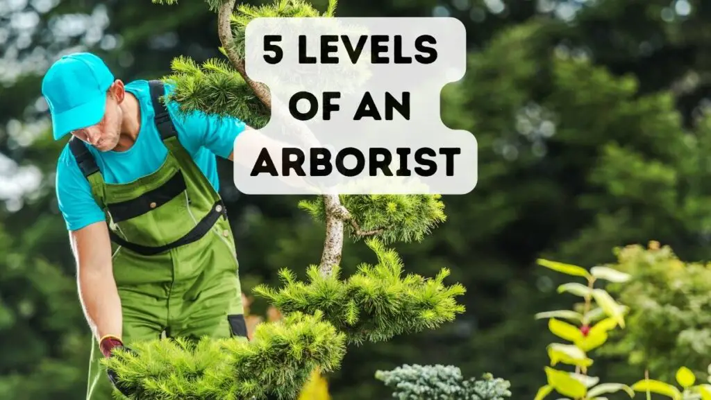 Levels Of An Arborist