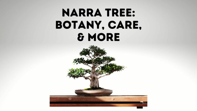 Narra Tree: Botany, Caresheet, And More