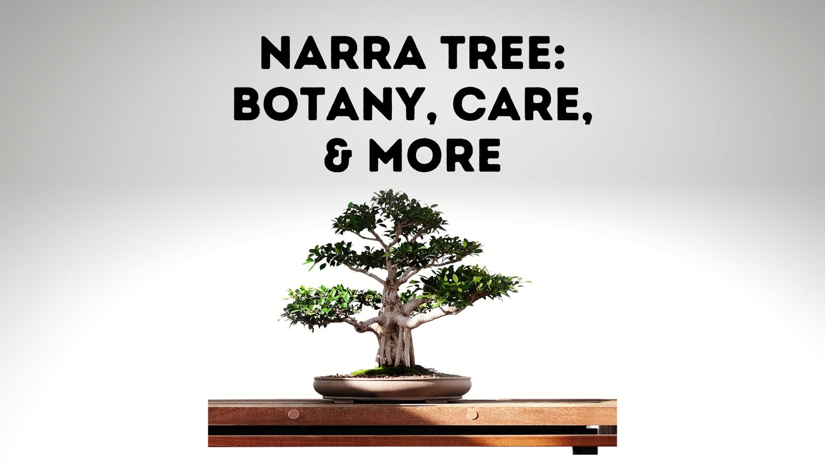 Narra Tree