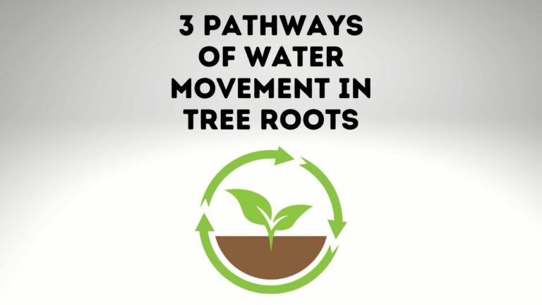 The Three Pathways of Water Movement in Tree Roots (With Diagram)