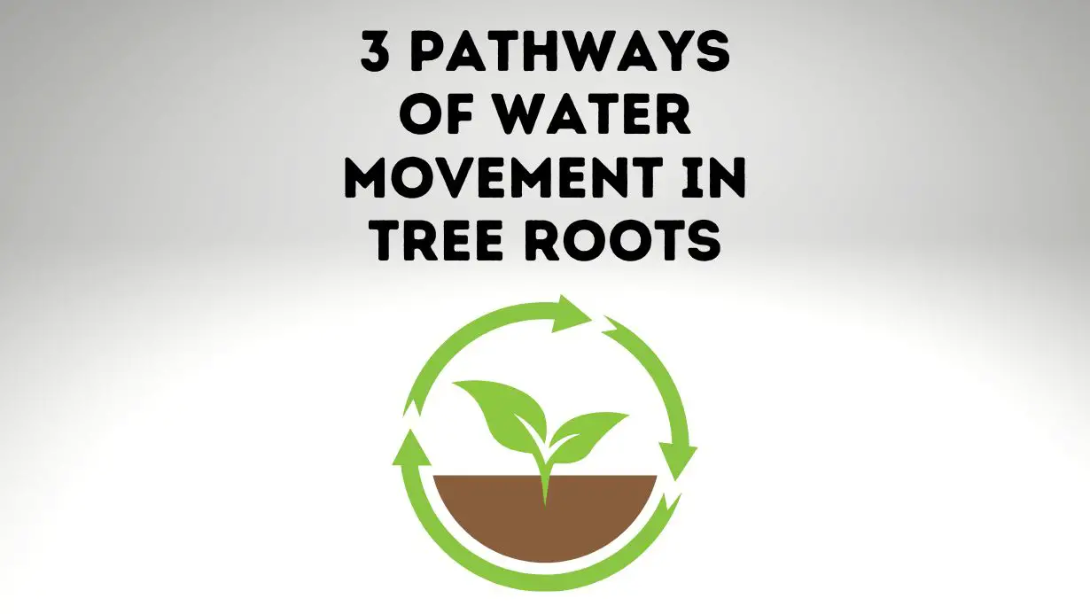 Pathways of Water Movement in Tree Roots