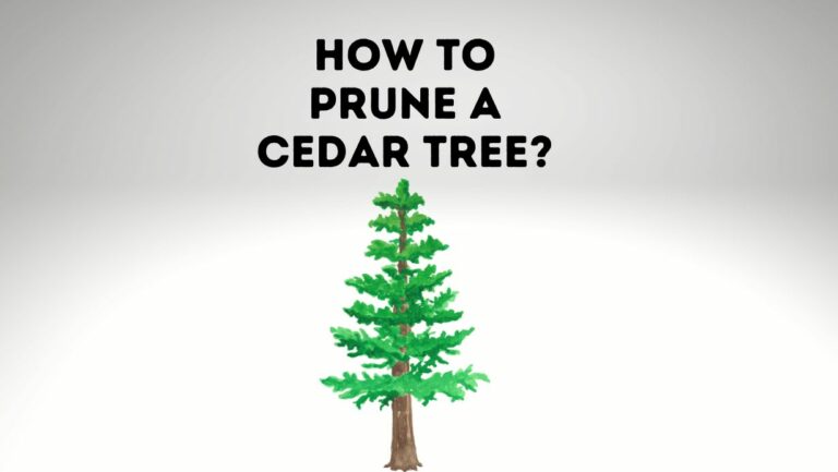 How To Prune A Cedar Tree? [Trim, Prune, and Cedar Care]