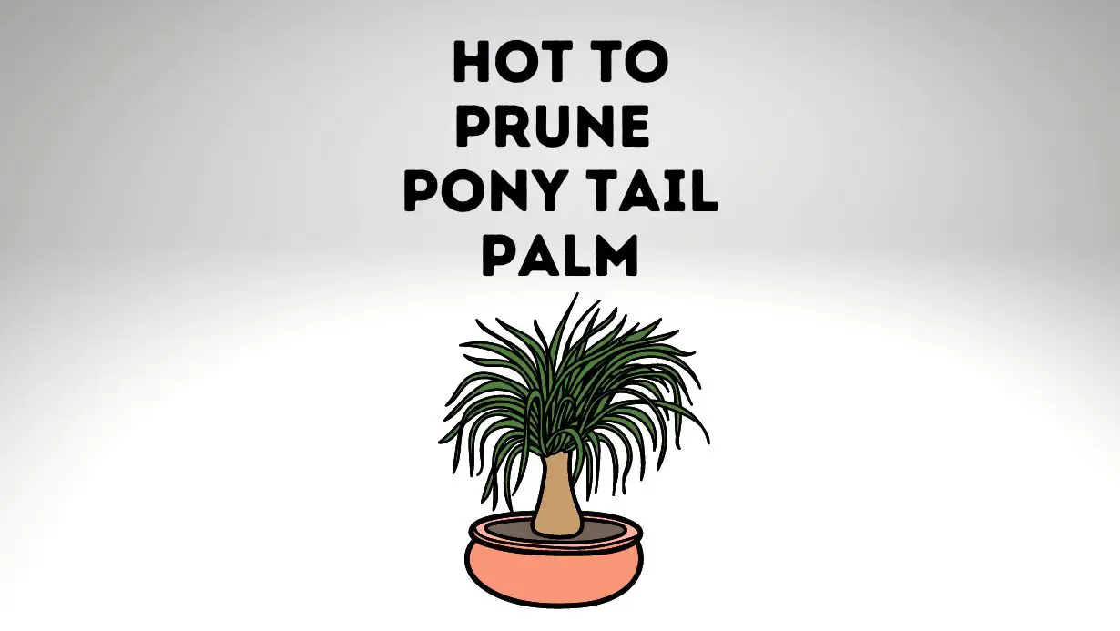 Prune and Trim A Ponytail Palm Plant