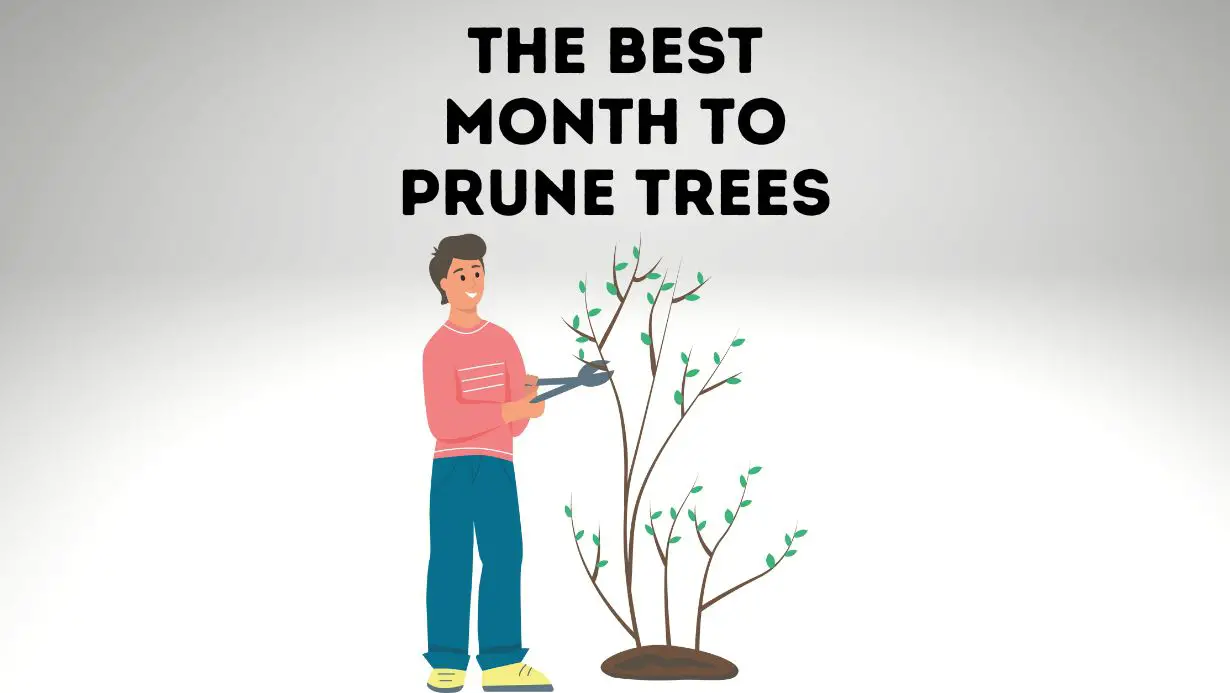 The Best Month to Prune Your Tree