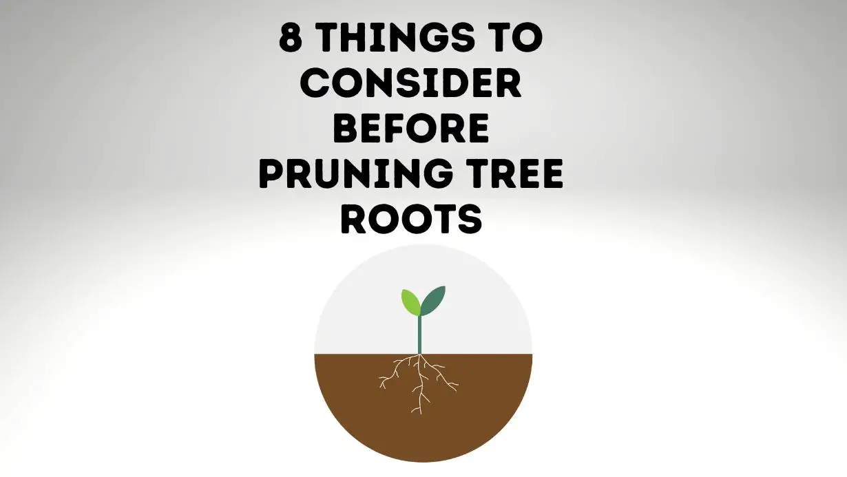 8 Things to Consider Before Pruning Tree Roots