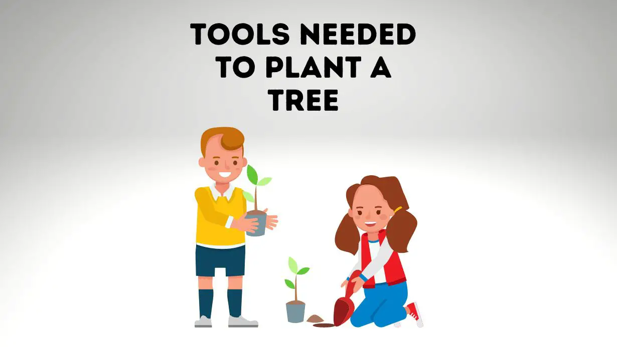Tools and Equipment You Need to Plant a Tree