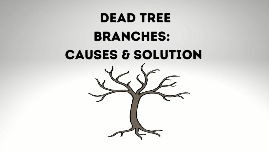 What Causes Dead Tree Branches? 5 Causes and Their Fixes Everything