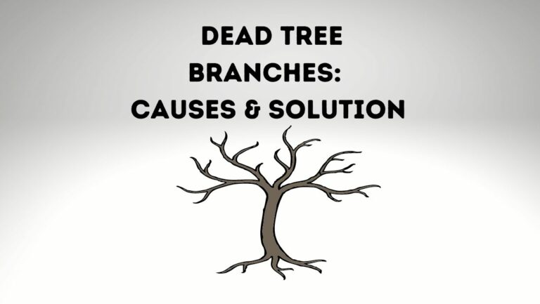 What Causes Dead Tree Branches? 5 Causes and Their Fixes