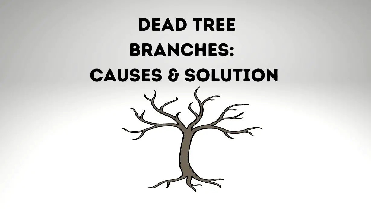 What Causes Dead Tree Branches
