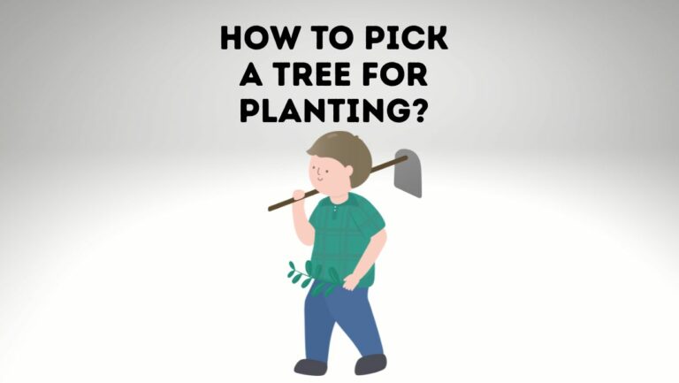 How To Pick A Tree For Planting: An Extensive Guide