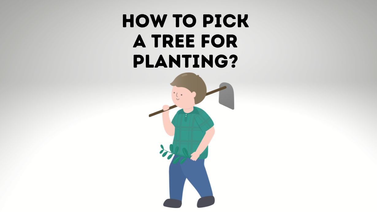 how to pick a tree for planting