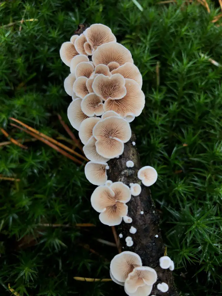 What Type of Mushroom Should You Use?
