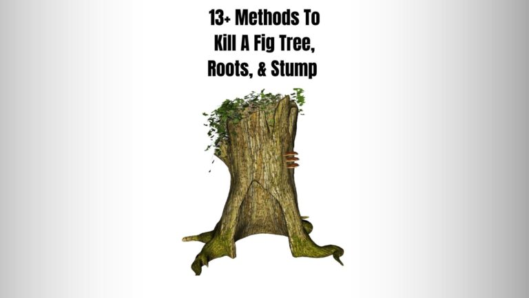 How To Kill A Fig Tree, Roots, & Stump (13+ Methods)