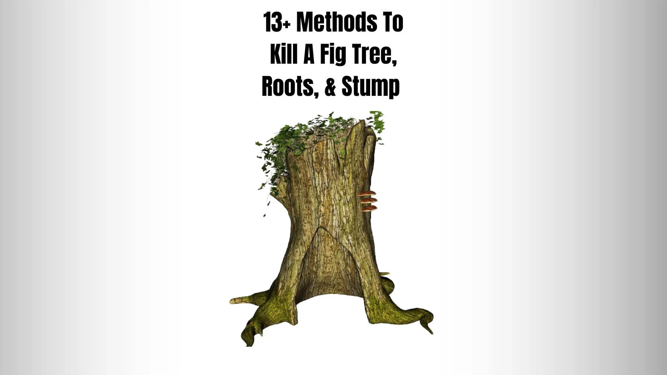13+ Methods To Kill A Fig Tree, Roots, & Stump