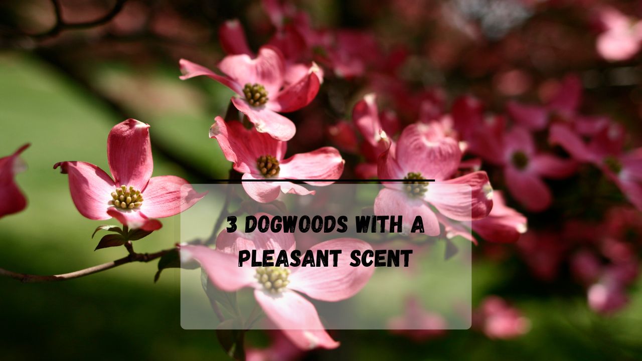 3 Reason Why Do Dogwood Trees Smell Bad Everything Arboriculture