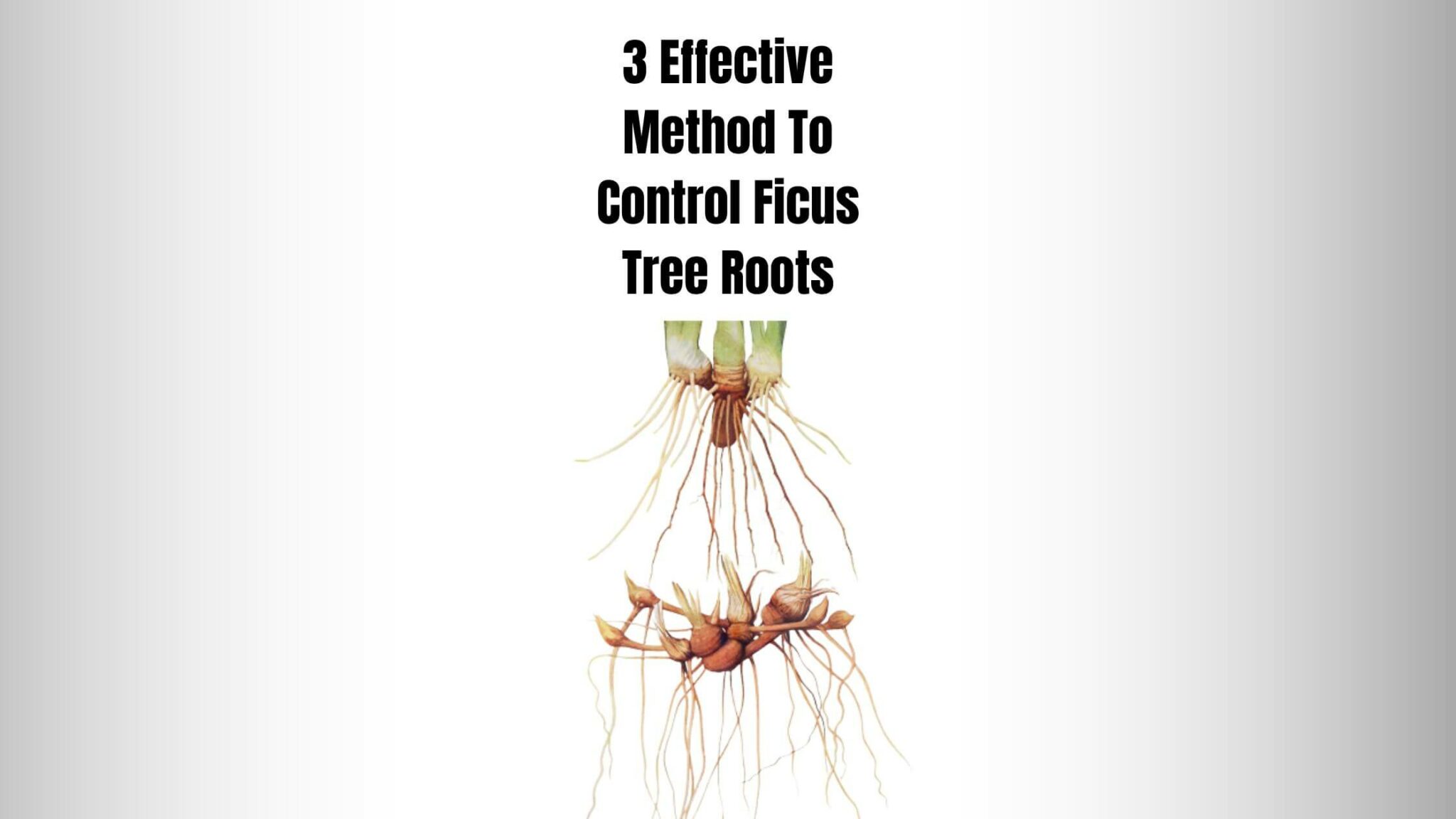 How To Control Ficus Tree Roots? (3 Effective Method) Everything