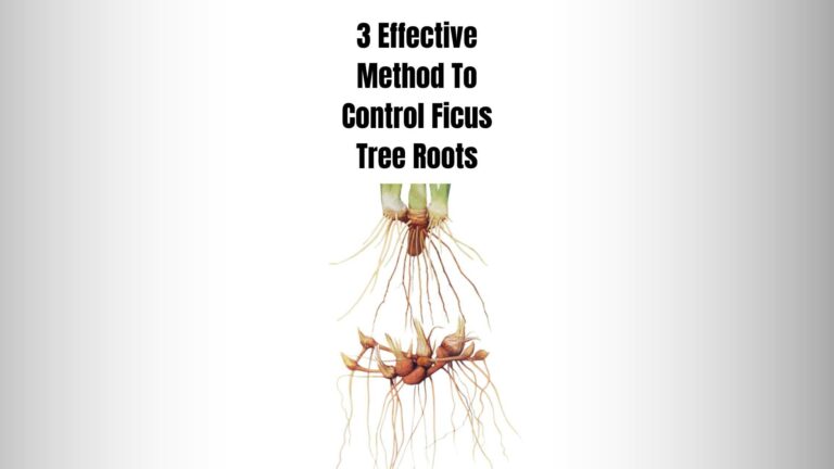 How To Control Ficus Tree Roots? (3 Effective Method)