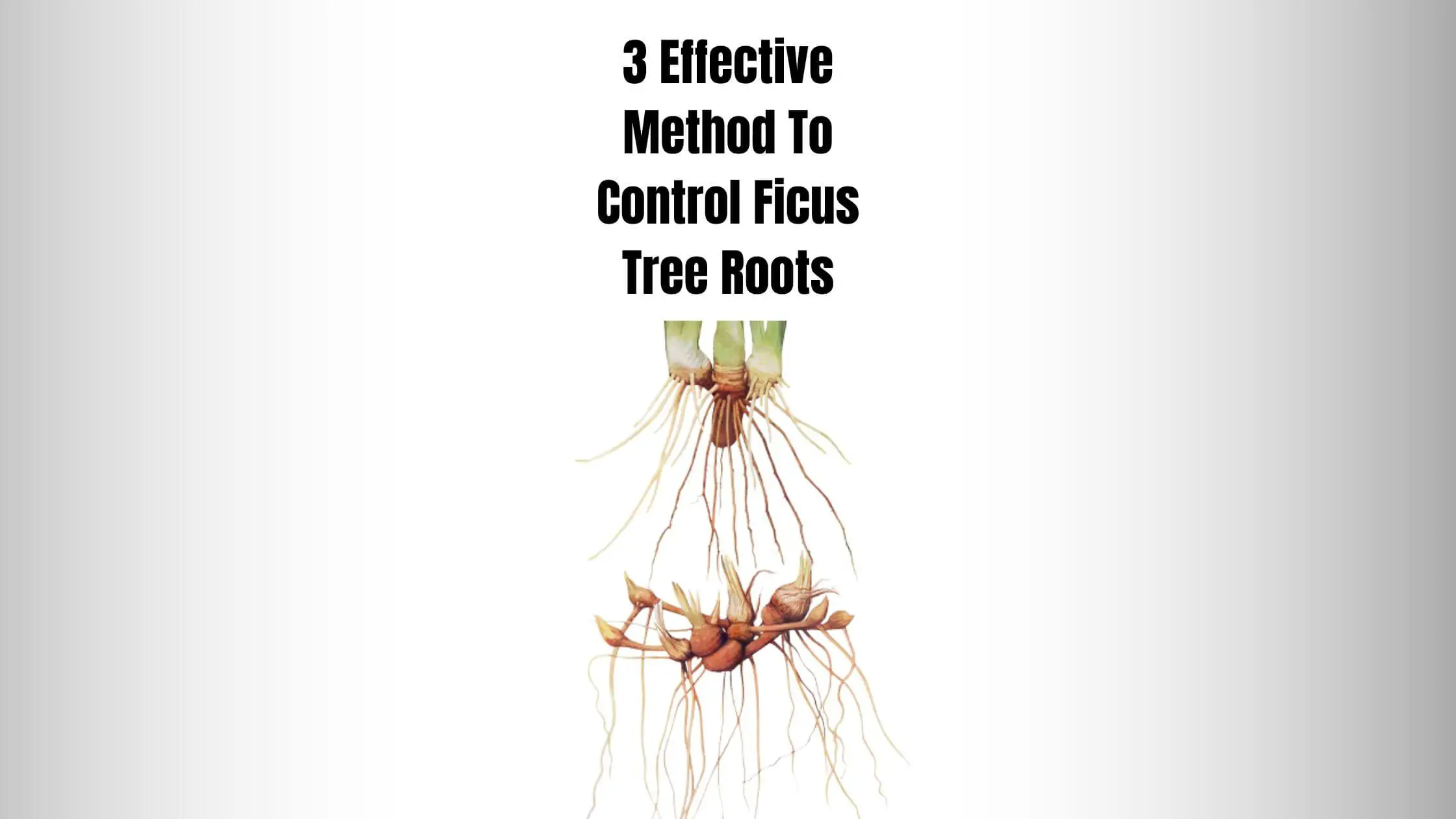 3 Effective Method To Control Ficus Tree Roots
