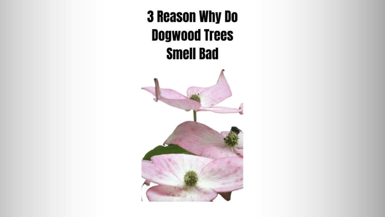 3 Reason Why Do Dogwood Trees Smell Bad