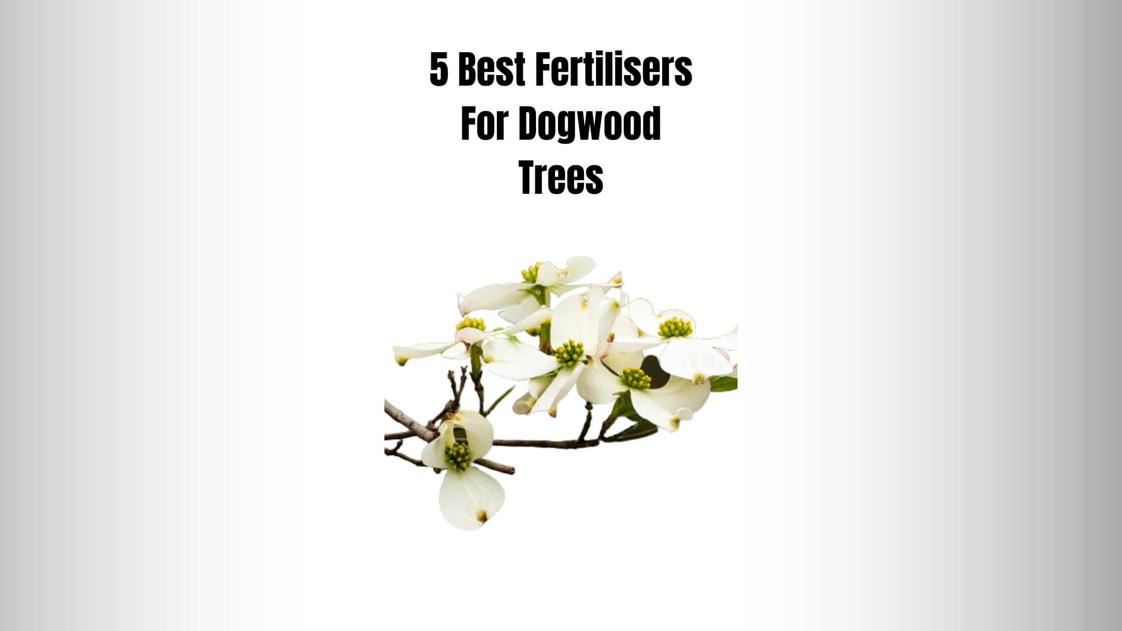 5 Best Fertilisers For Dogwood Trees