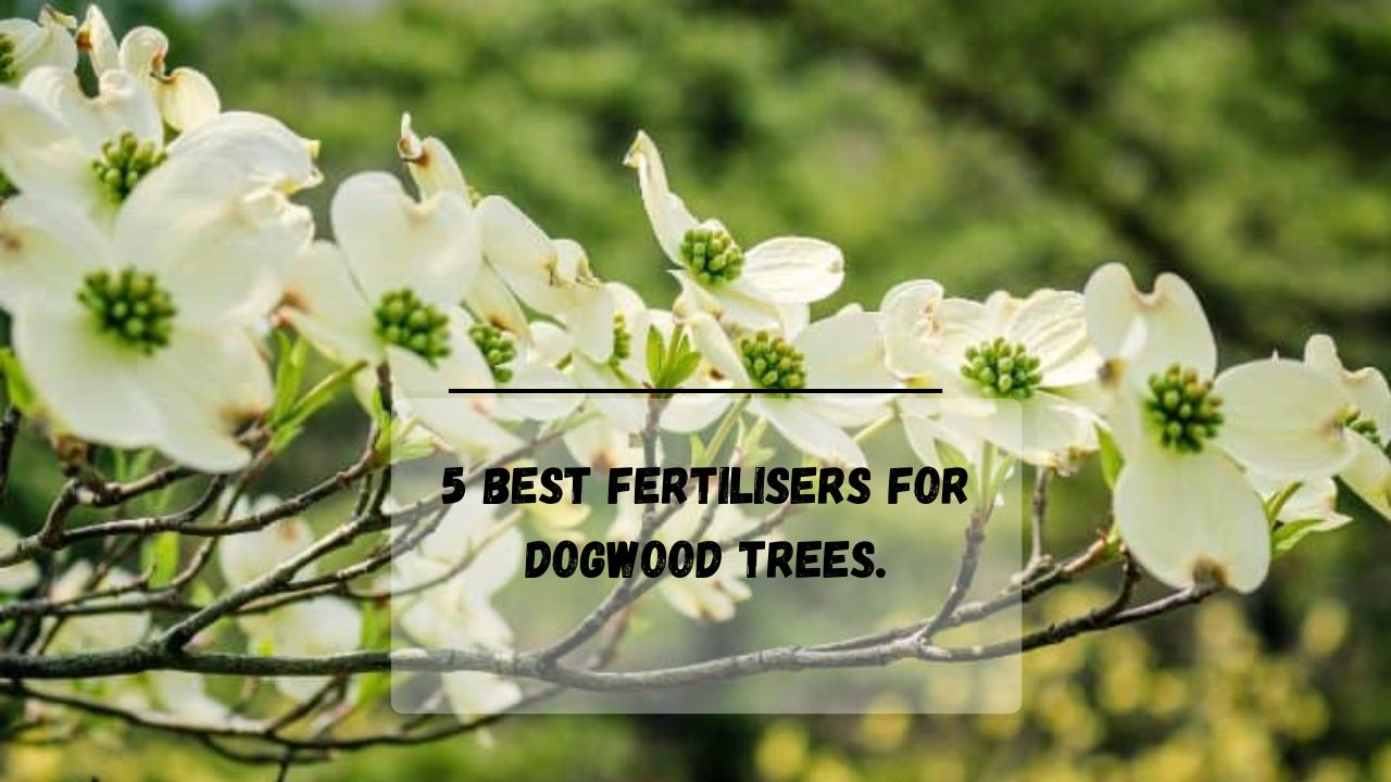 5 Best Fertilisers For Dogwood Trees When & When Not To Fertilise